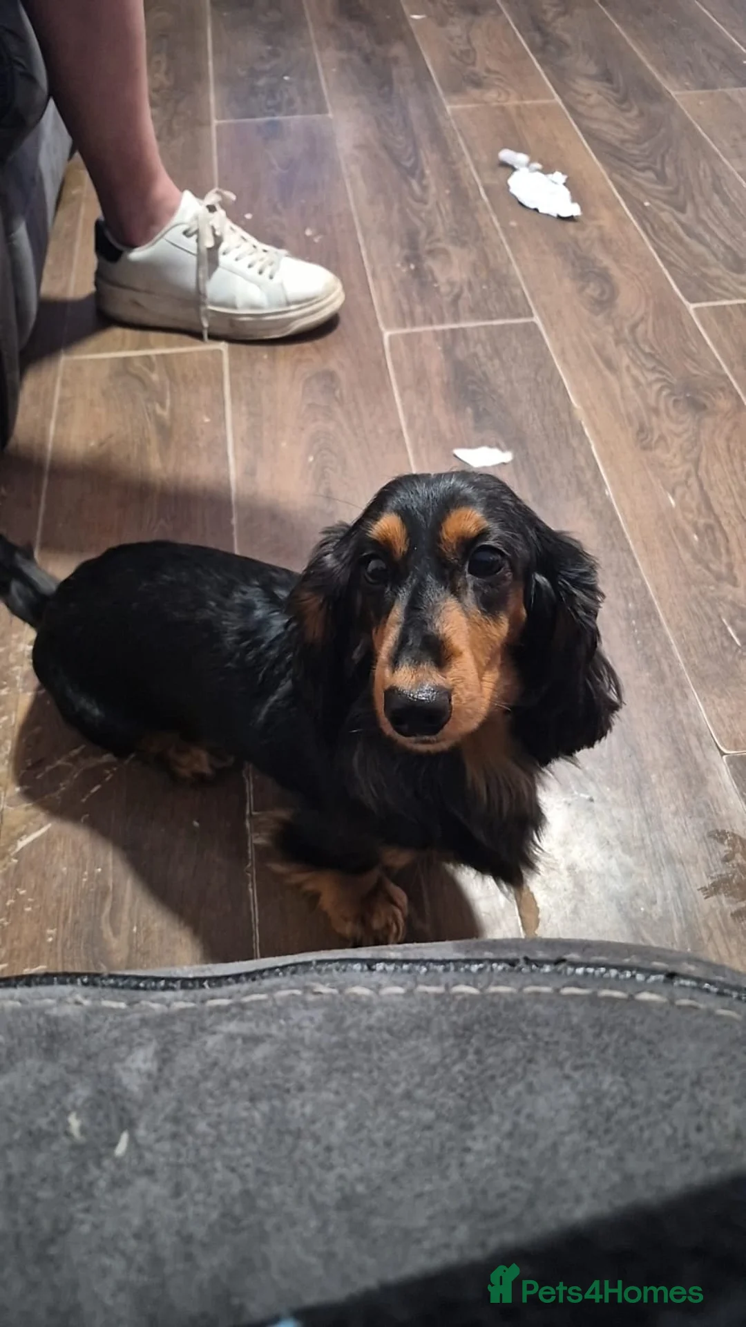 Miniature Dachshund dogs for sale: Miniature dachshund  - Advert 1