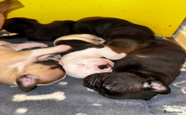 Dorset Olde Tyme Bulldogge dogs - Advert 5