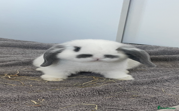 Mini Lop rabbits - Advert 2