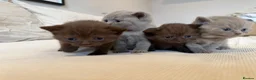 British Shorthair cats for sale: British Shorthair Kittens - Advert 1