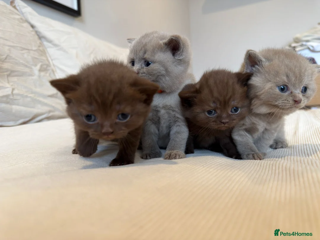 British Shorthair cats for sale: British Shorthair Kittens - Advert 1