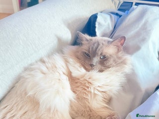 Ragdoll cats Ragdoll Stud Colchester in Colchester - Advert 1