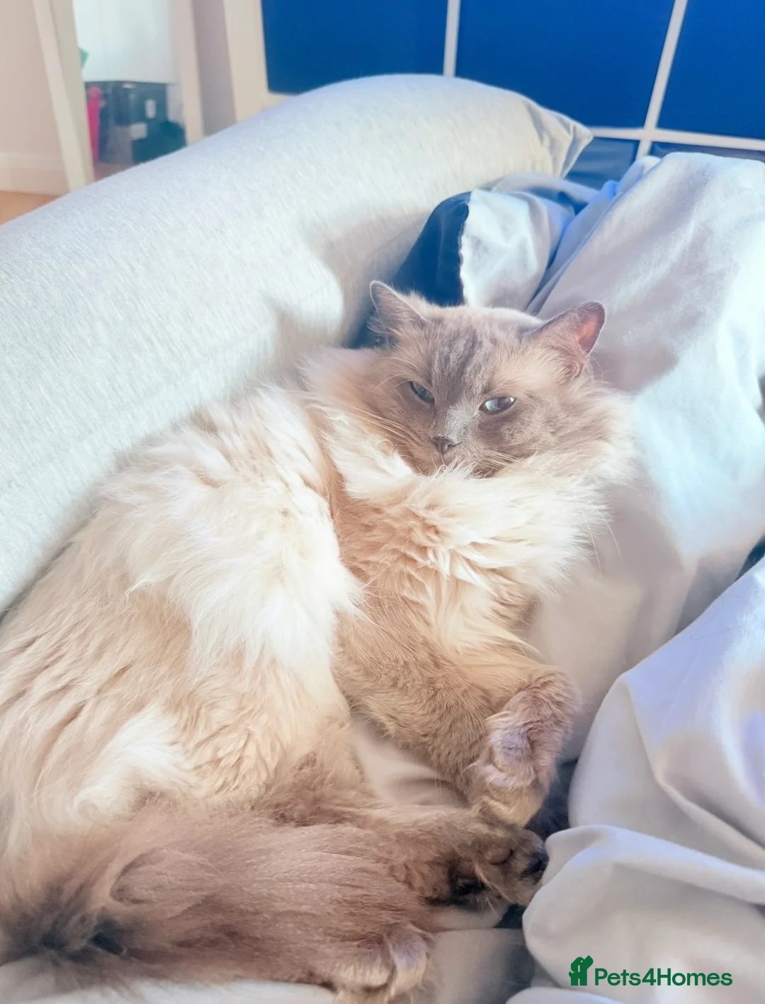 Ragdoll cats for stud:  Ragdoll Stud Colchester in Colchester - Advert 1