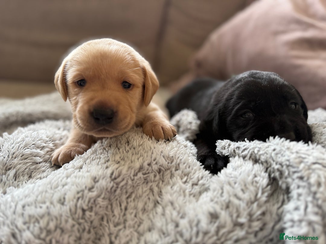 Labrador Retriever dogs for sale: Perfect lab puppy’s  - Image 5