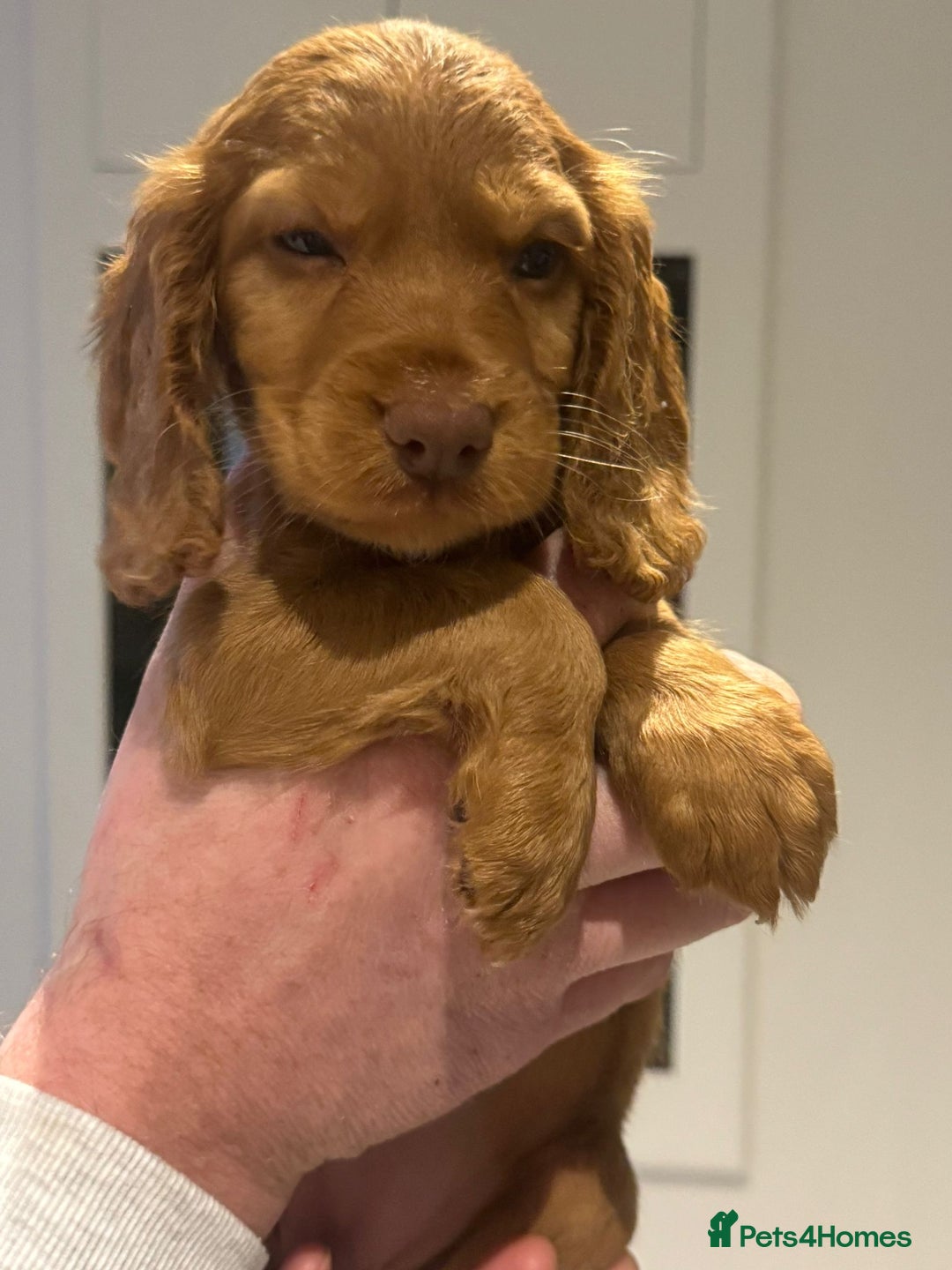 Cocker Spaniel dogs for sale: Working cocker Female Puppy  - Advert 13