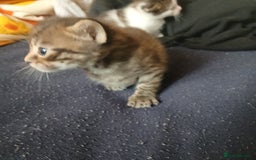 Bengal cats for sale: 1 girl and 3 boys  - Image 14