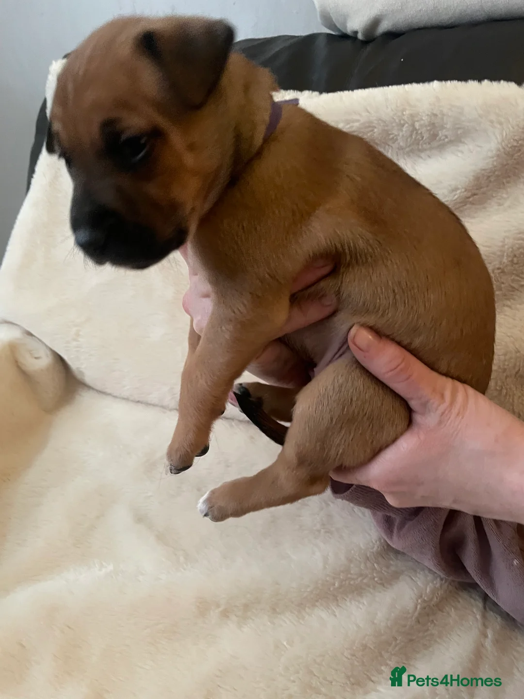 Mixed Breed dogs for sale: Beautiful Staffy x Collie Pups, 4 male 5 girls - Advert 4