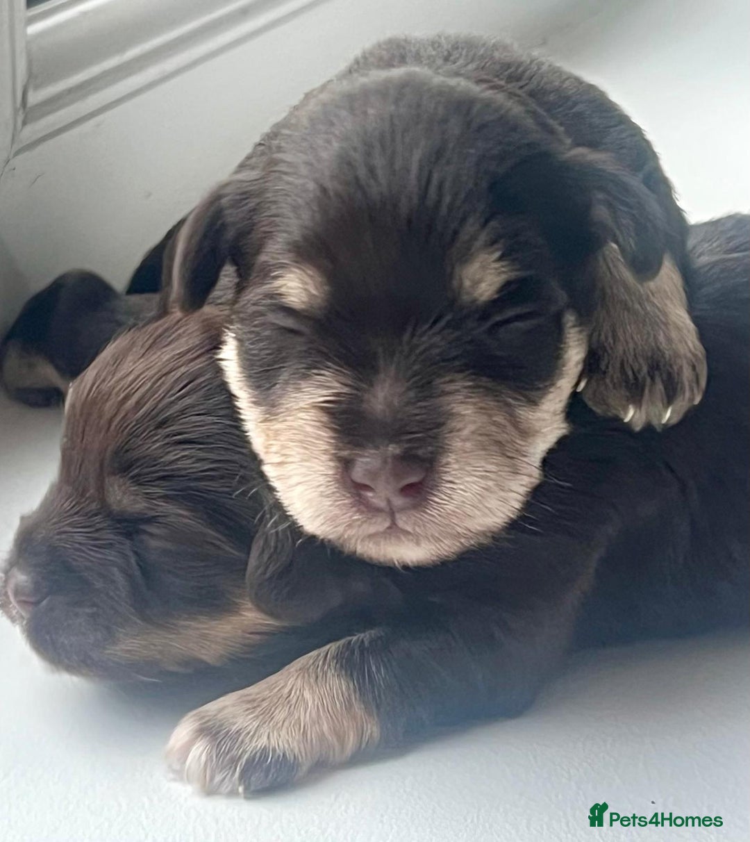 Miniature Schnauzer dogs for sale: Gorgeous KC Reg Health Tested, Mini Schnauzer Pups - Advert 4