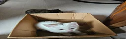 Mixed Breed cats for sale: 3  kittens😸 ready to go dad white angora mum toby - Advert 7