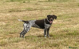 German Shorthaired Pointer dogs for sale: Gorgeous litter of German Shorthair puppies - Image 31