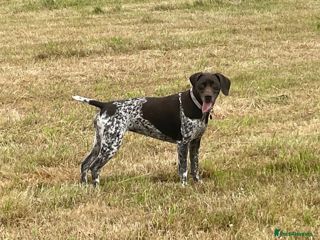 German Shorthaired Pointer dogs for sale: Gorgeous litter of German Shorthair puppies - Image 31