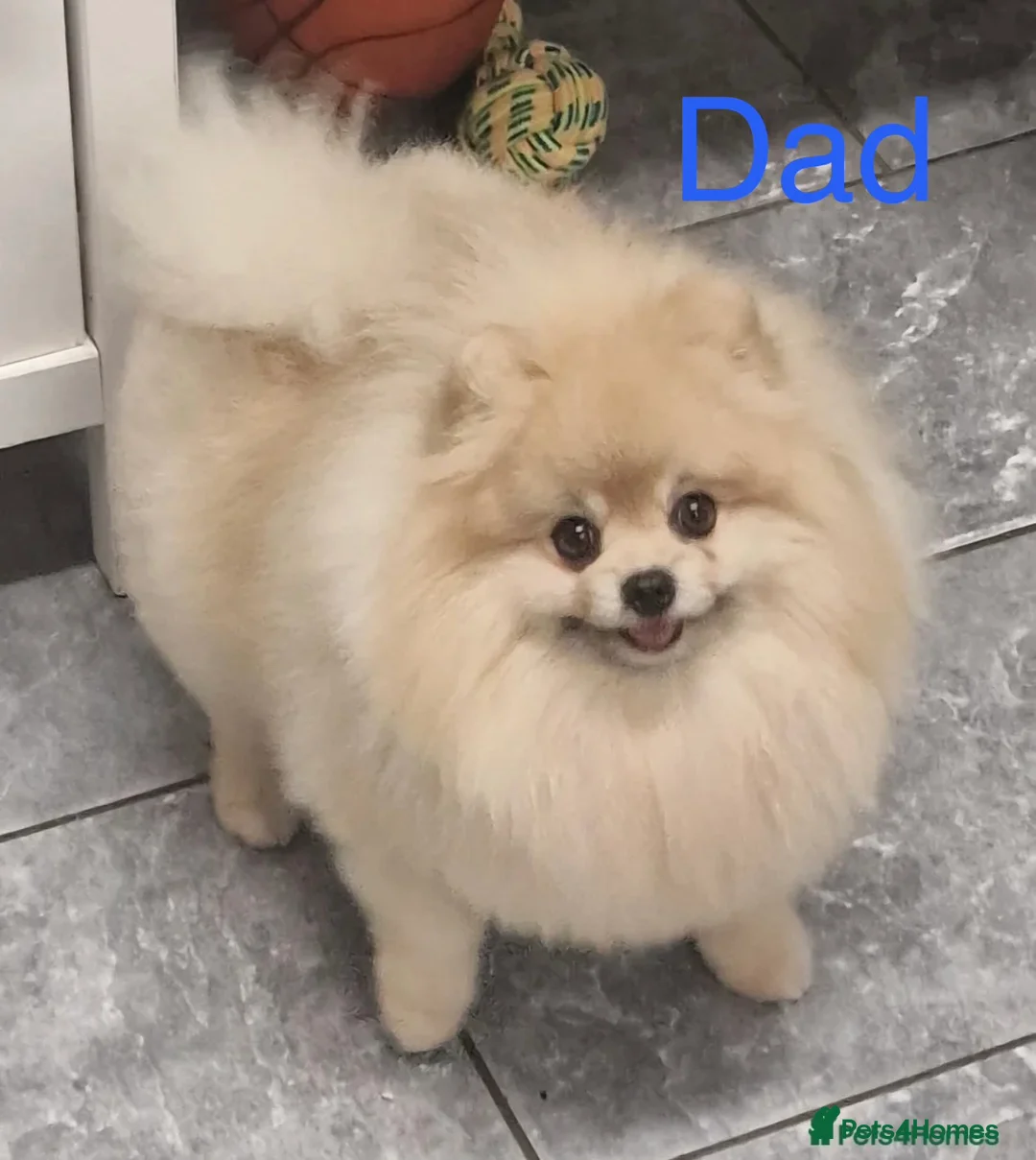 Pomeranian dogs for sale: 🐾Fluffy Little Pomeranians for sale🐾 - Advert 3