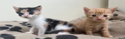 Mixed Breed cats for sale: Super friendly kittens used to dogs and children  - Advert 10