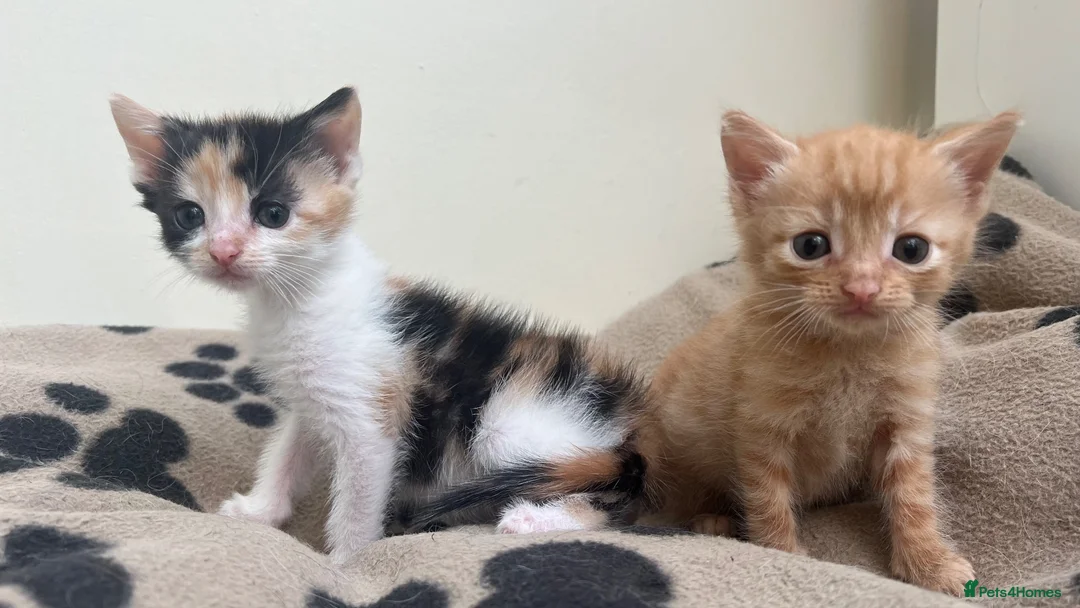 Mixed Breed cats for sale: Super friendly kittens used to dogs and children  - Advert 10