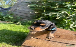 English Springer Spaniel dogs for sale: 🐾English Springer Spaniel Pups🐾 in Maidstone - Image 4