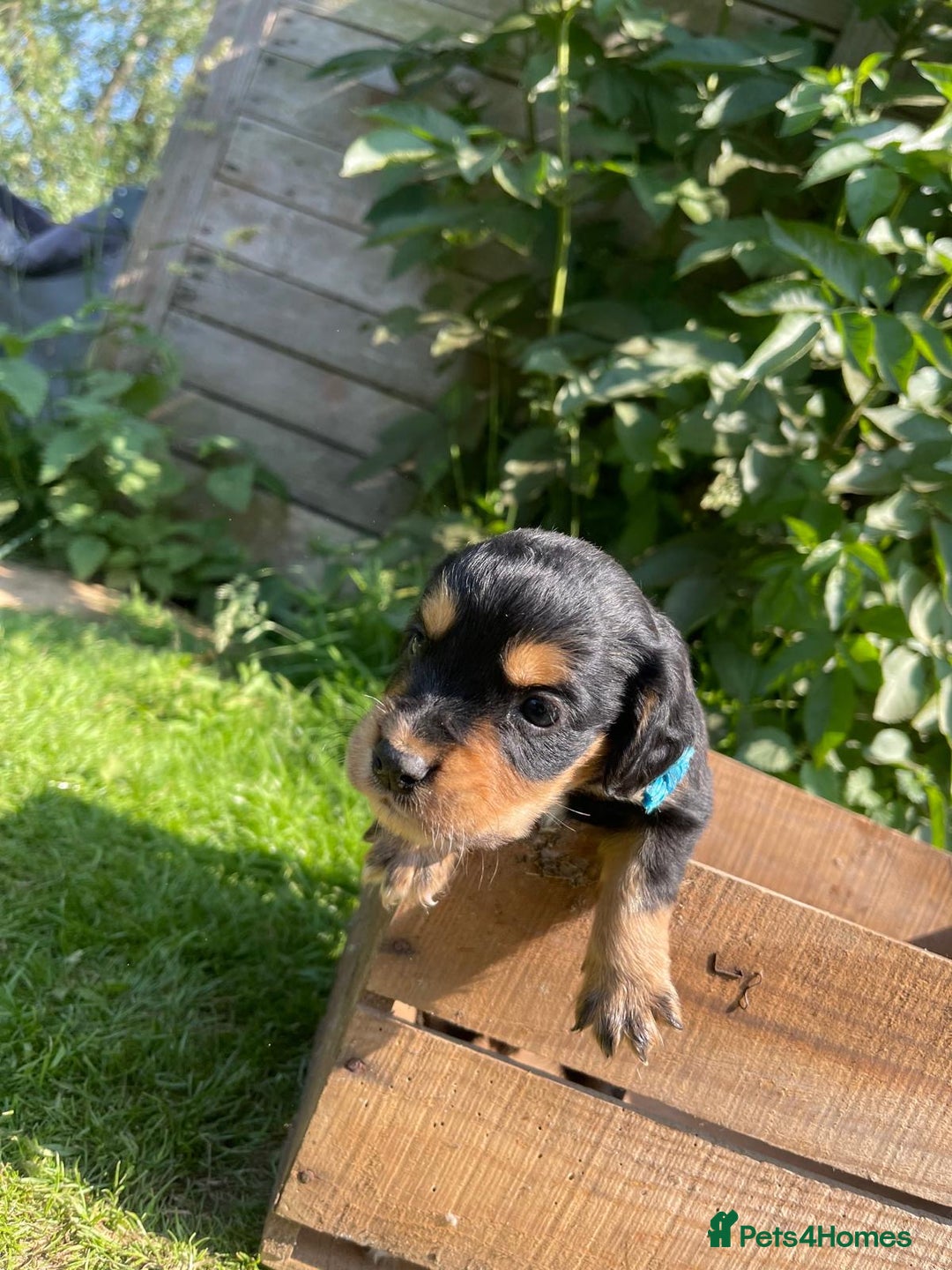 English Springer Spaniel dogs for sale: 🐾English Springer Spaniel Pups🐾 in Maidstone - Image 4