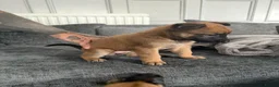 Belgian Shepherd Dog dogs for sale: Alert Eyes, Brave Spirits & Unshakable Loyalty in Glasgow - Advert 2