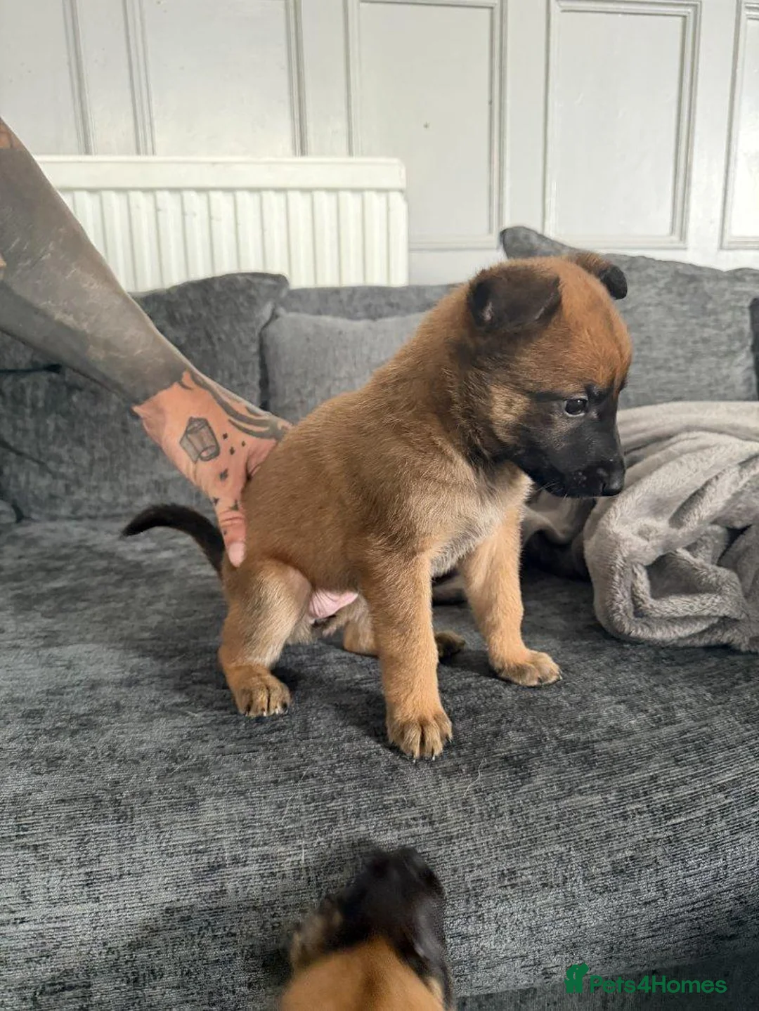 Belgian Shepherd Dog dogs for sale: Alert Eyes, Brave Spirits & Unshakable Loyalty in Glasgow - Advert 2
