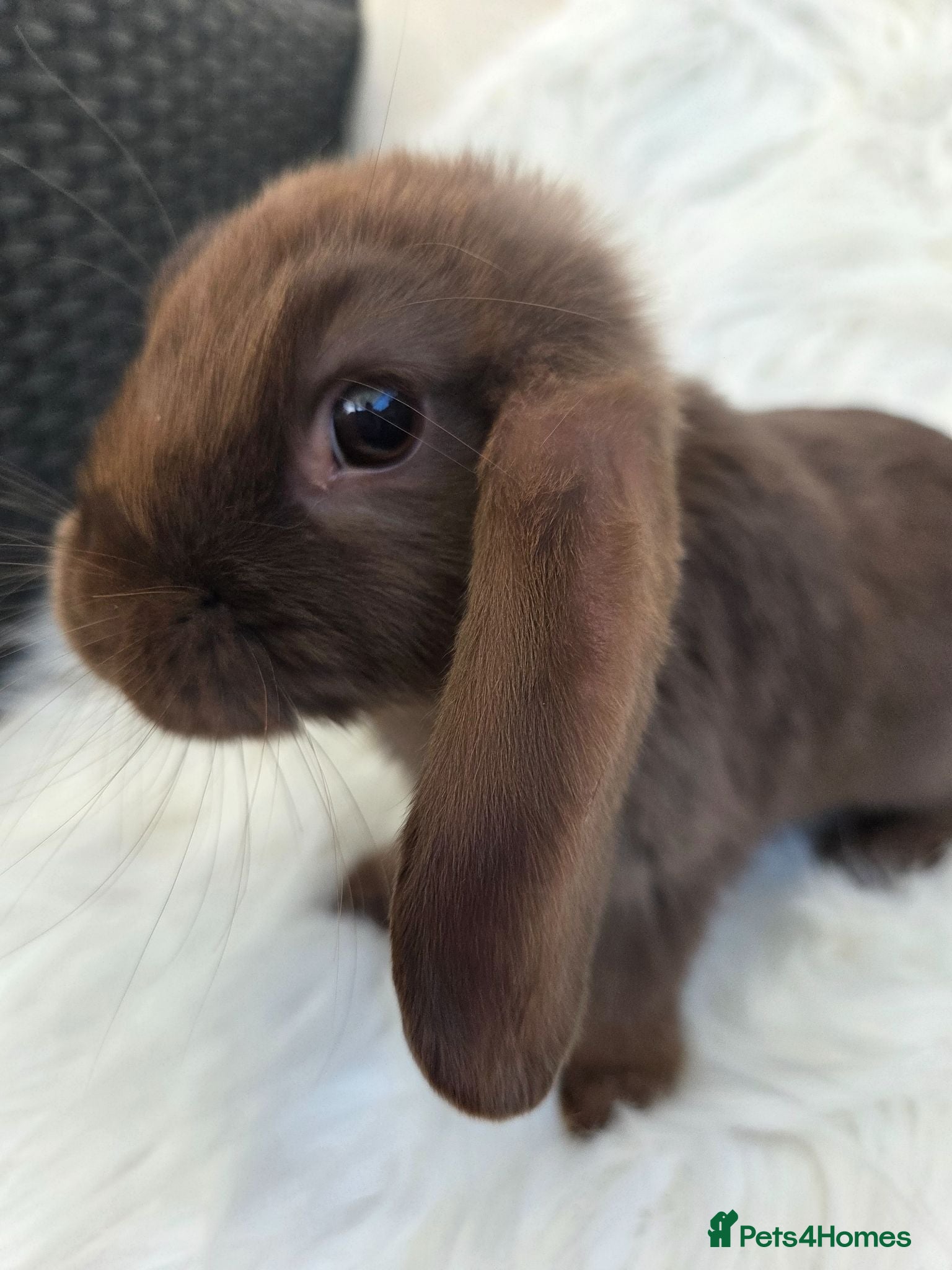 Mini Lop rabbits Beautiful mini lops boys and girls avalible . - Advert 2