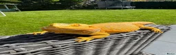 Bearded Dragon reptiles for sale: Rehoming a Gorgeous Bearded Dragon in Ashtead - Advert 3