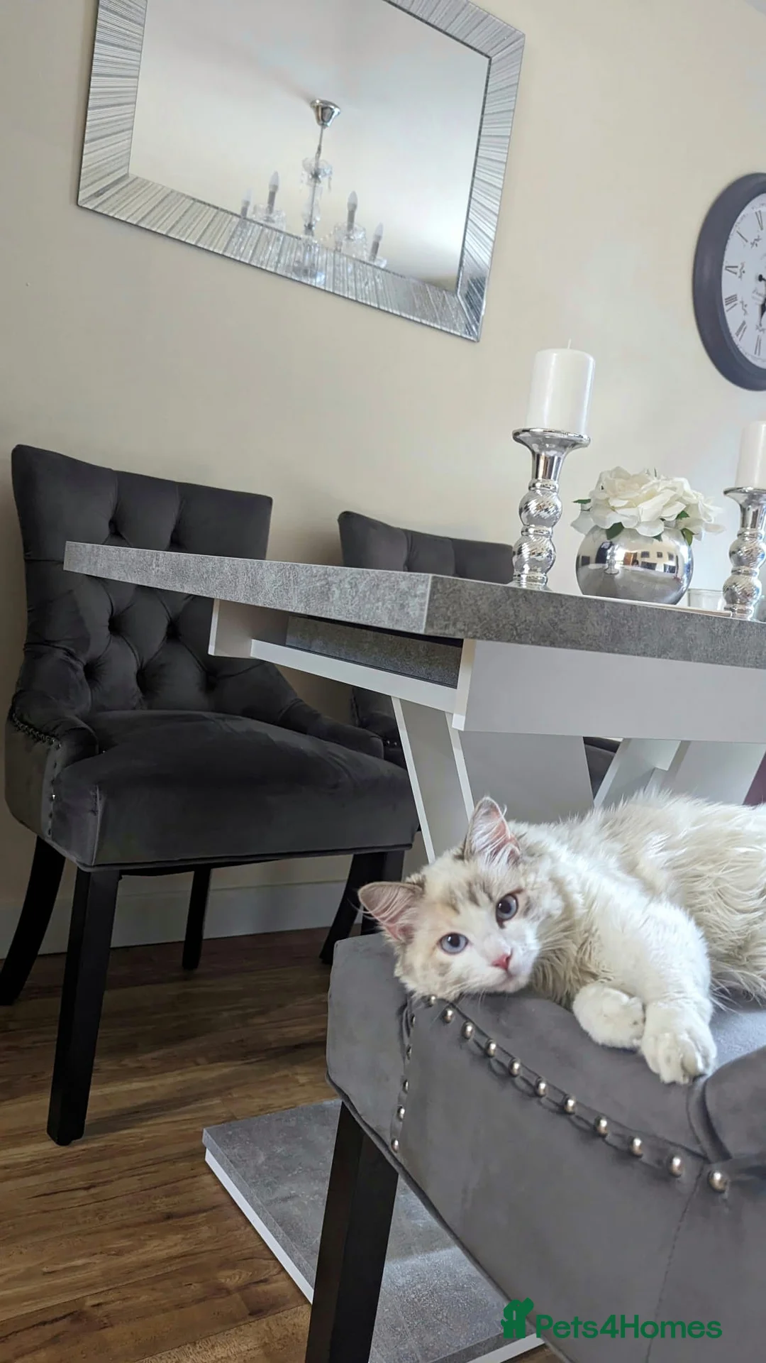 Ragdoll cats for sale: Beautiful Female Ragdoll Looking for a Loving Home - Advert 2