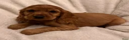 Cocker Spaniel dogs for sale: Red Show Type Cocker Spaniel puppies  - Advert 1