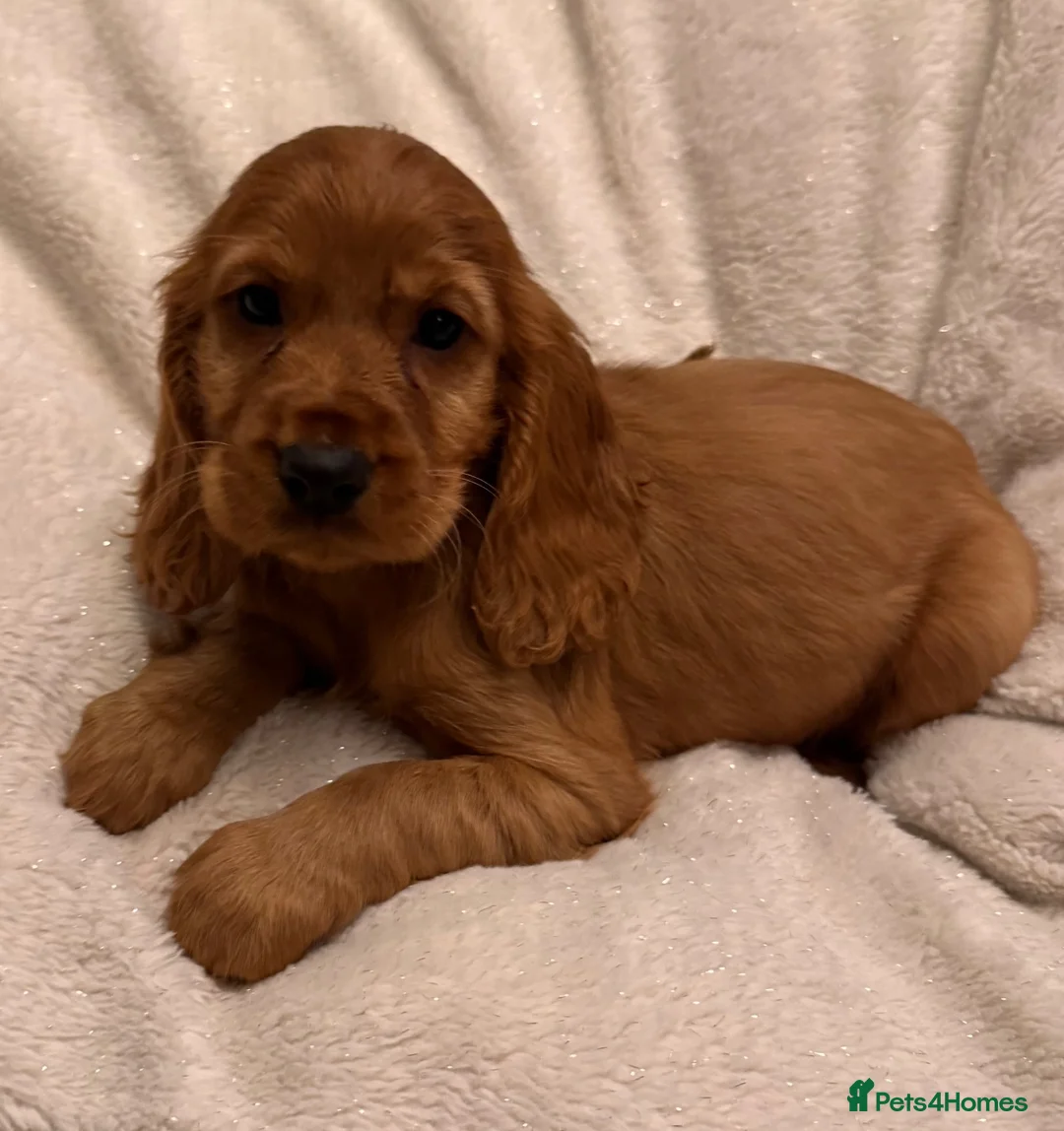 Cocker Spaniel dogs for sale: Red Show Type Cocker Spaniel puppies  - Advert 1
