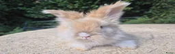 Angora rabbits for sale: 🩷 FULL FACE ANGORA BABIES- PARENTS FROM🇫🇷 - Advert 29