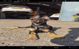 Mixed Breed dogs for sale: Doberman x Dutch shepherd  - Image 10