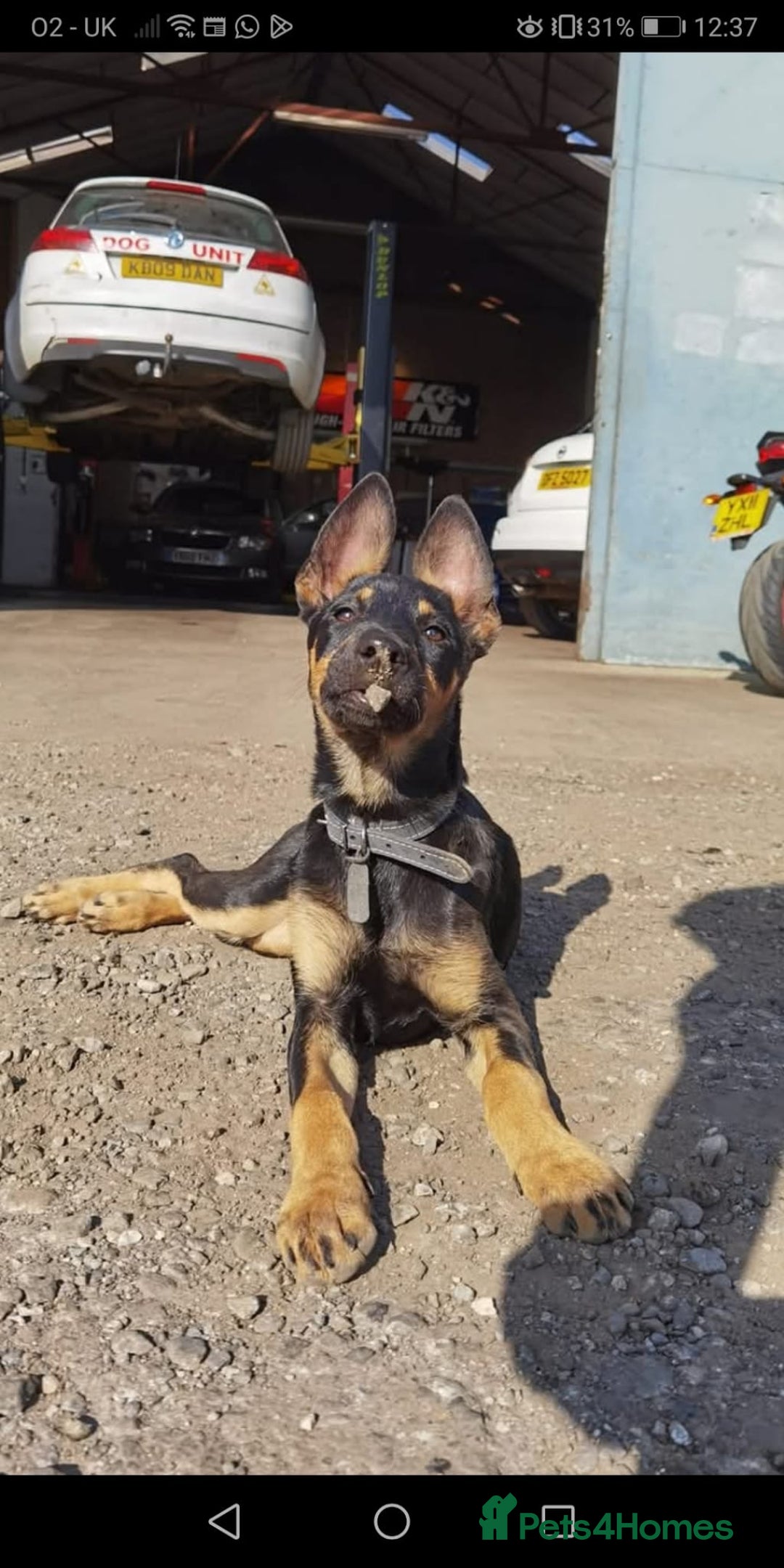 Mixed Breed dogs for sale: Doberman x Dutch shepherd  - Image 10