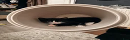 Mixed Breed cats for sale: Kittens looking for a lovable home.  - Advert 15