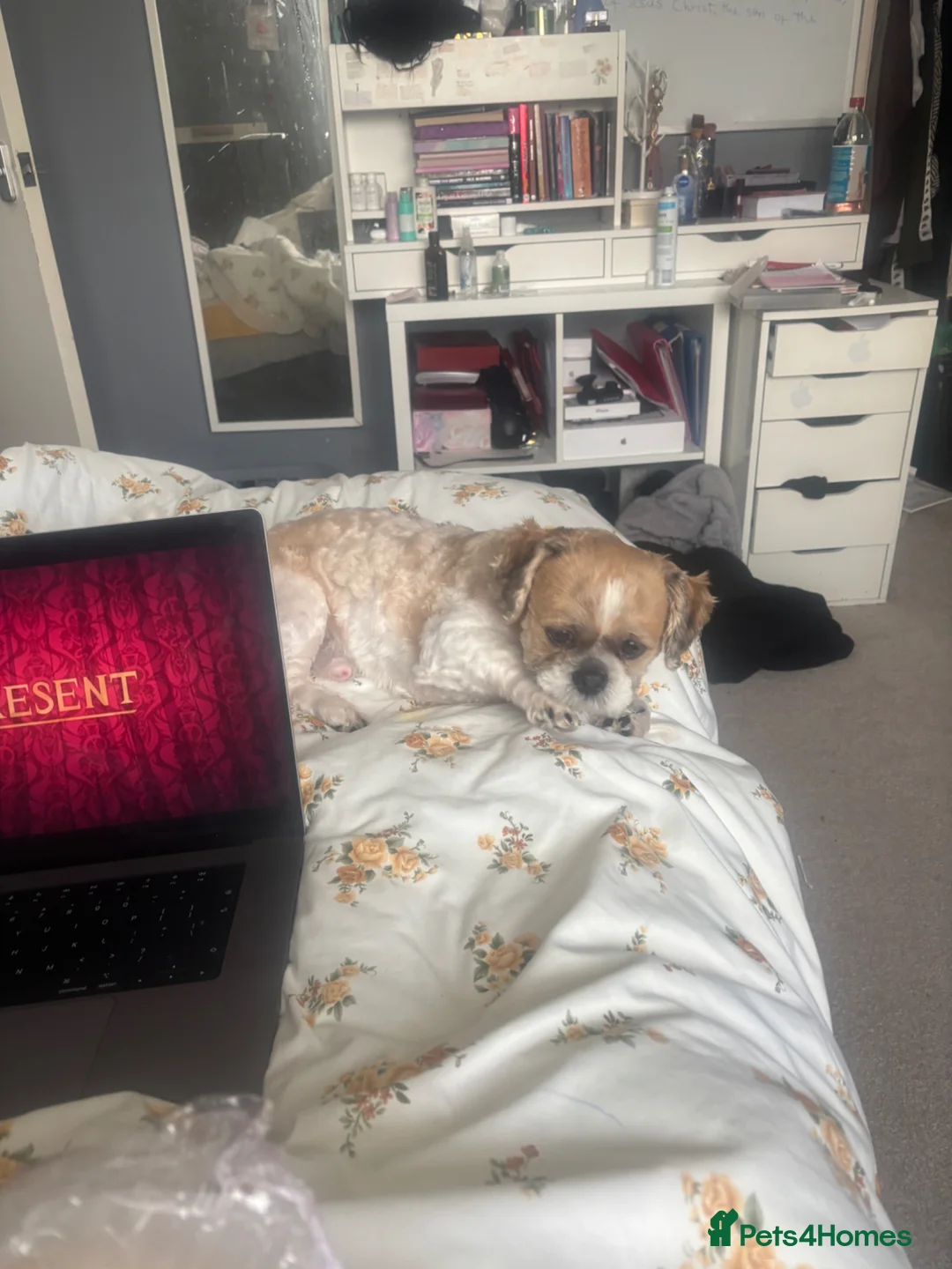 Shih Tzu dogs for sale: Shih tzu  - Advert 2