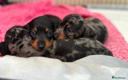Miniature Dachshund dogs for sale: KC registered miniature dachshund puppies - Image 17