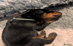 Dobermann dogs for sale: Doberman puppies  - Image 6