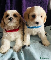 Cavachon dogs - Advert 2
