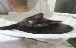 Mixed Breed cats for sale: 2 female kittens to go together - Image 5