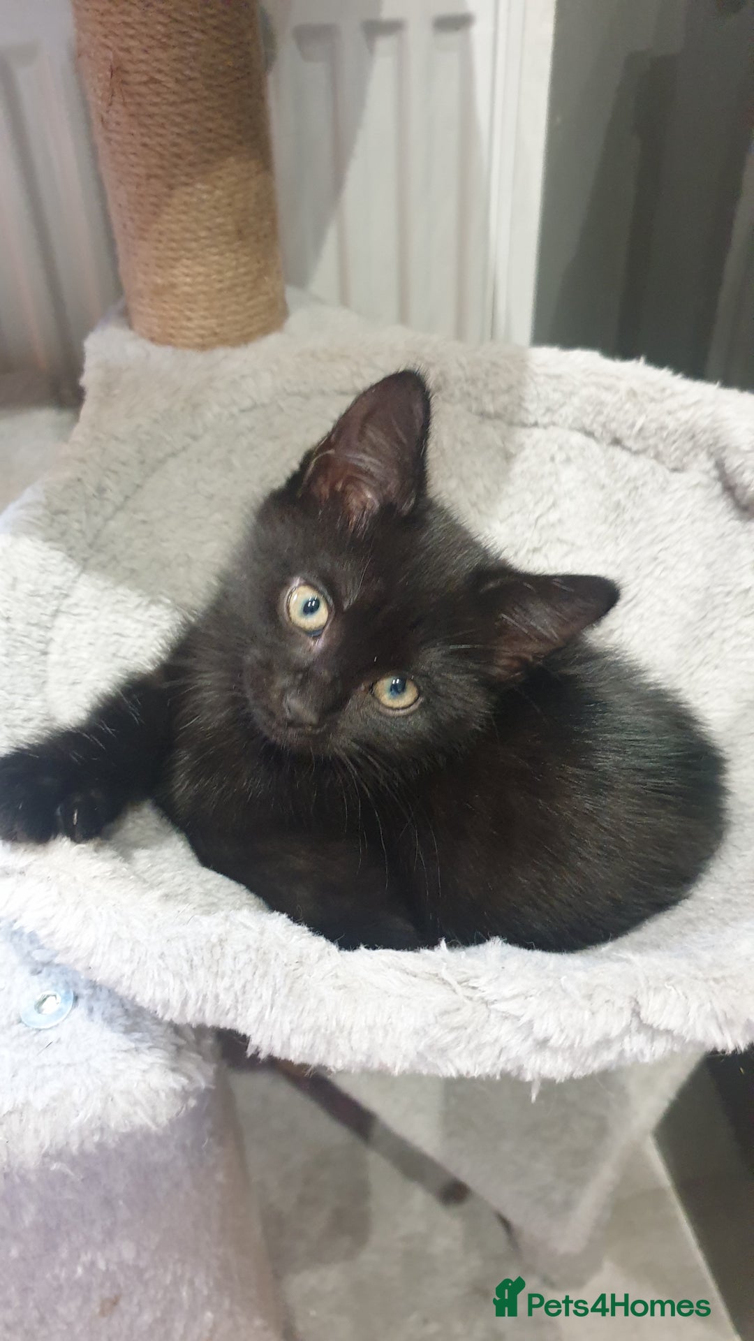 Mixed Breed cats for sale: 2 female kittens to go together - Image 5