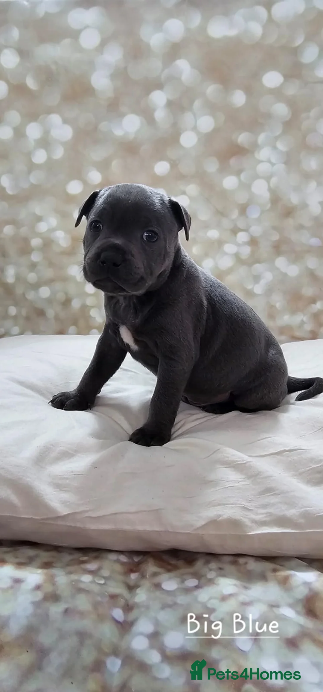 Staffordshire Bull Terrier dogs for stud: Stud  in Godalming - Advert 10