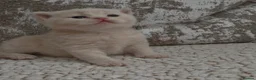 British Shorthair cats for sale: Beautiful cream GCCF British Shorthair kitten - Advert 2