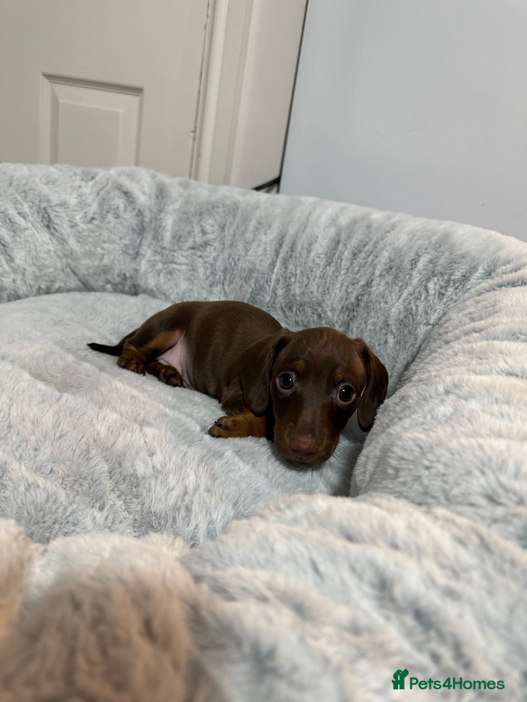 Dachshund dogs for sale: Dachshund puppies (2 LEFT) - Advert 26