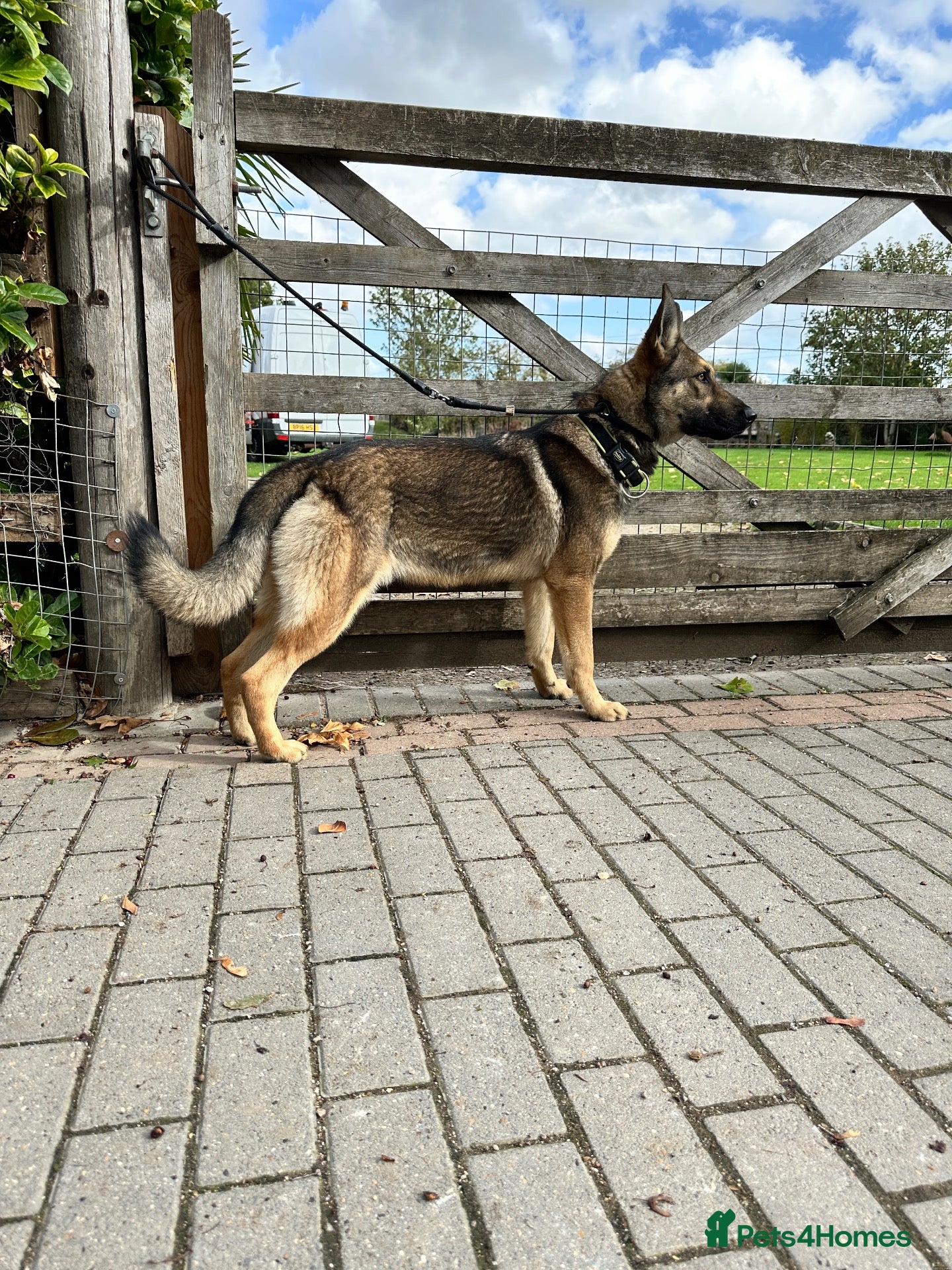 German Shepherd dogs ZEUS AND LUNA 2 GERMAN SHEPHERDS 8 MONTHS OLD  - Advert 6