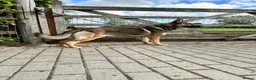 German Shepherd dogs for sale: ZEUS AND LUNA 2 GERMAN SHEPHERDS 8 MONTHS OLD  - Advert 1
