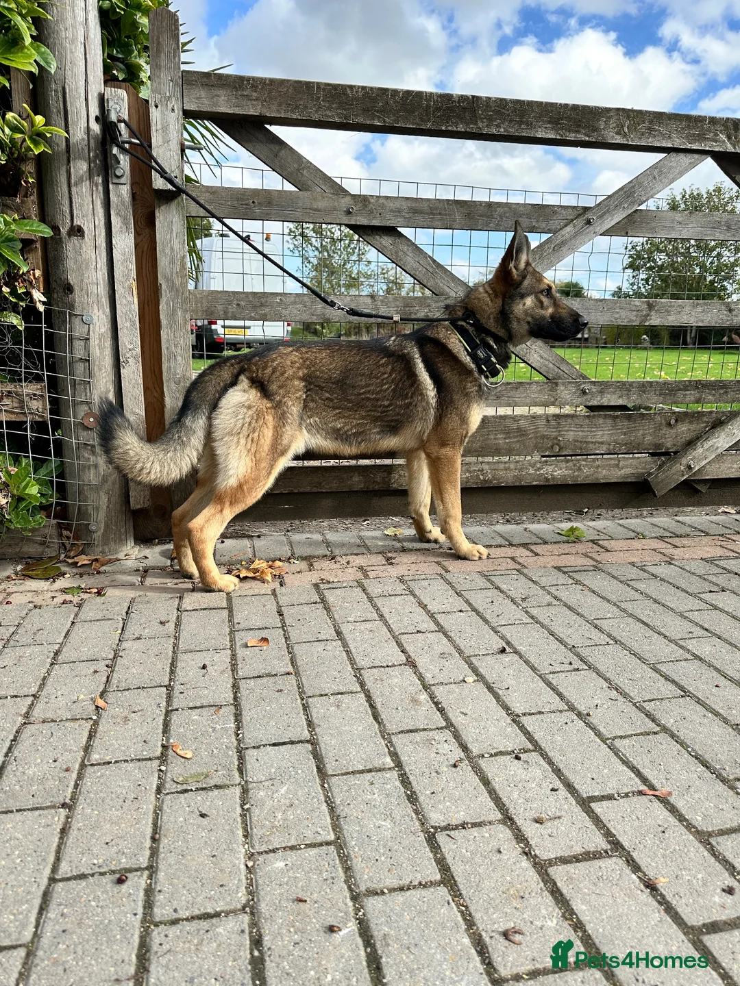 German Shepherd dogs for sale: ZEUS AND LUNA 2 GERMAN SHEPHERDS 8 MONTHS OLD  - Advert 1
