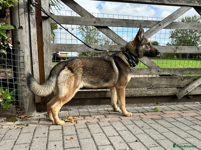 German Shepherd dogs ZEUS AND LUNA 2 GERMAN SHEPHERDS 8 MONTHS OLD - Advert 11