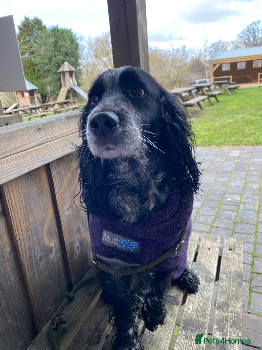 Cocker Spaniel dogs for sale: 6yr cocker spaniel girl  - Advert 6
