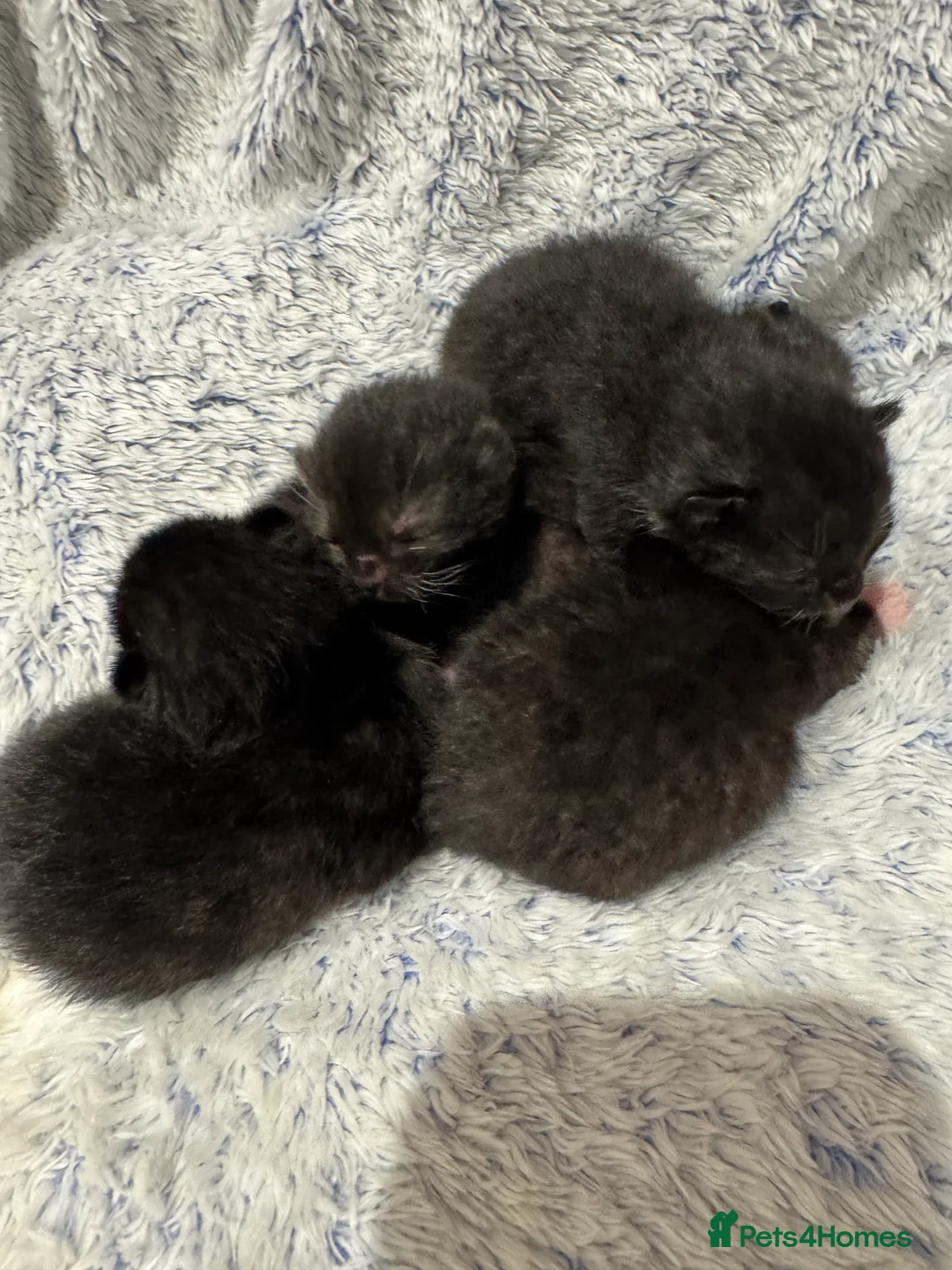 Ragdoll cats for sale: Ragdoll × British Shorthair Kittens - Advert 2