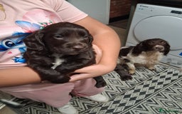 Cocker Spaniel dogs for sale: Chunky chocolate cooker spaniel puppies - Advert 6