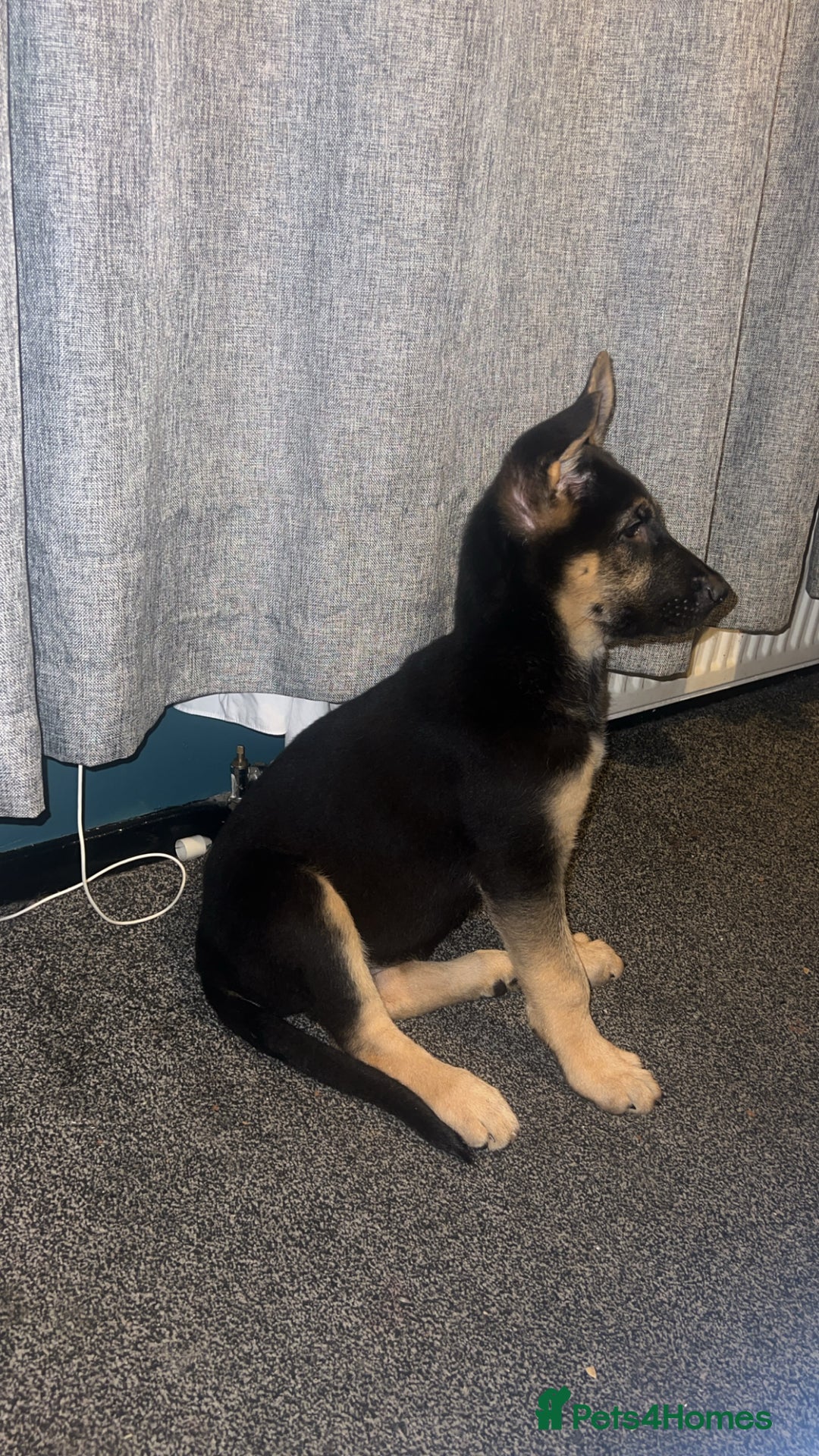 German Shepherd dogs for sale: German Shepherd Puppies  - Image 5