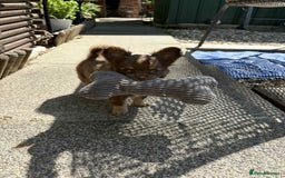 Chihuahua dogs for sale: Beautiful long hair Chihuahua girl for sale - Image 3