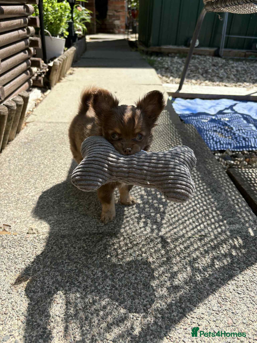 Chihuahua dogs for sale: Beautiful long hair Chihuahua girl for sale - Image 3